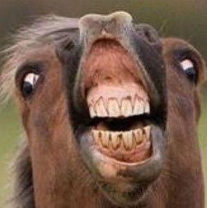 Meet your Posher, Lily